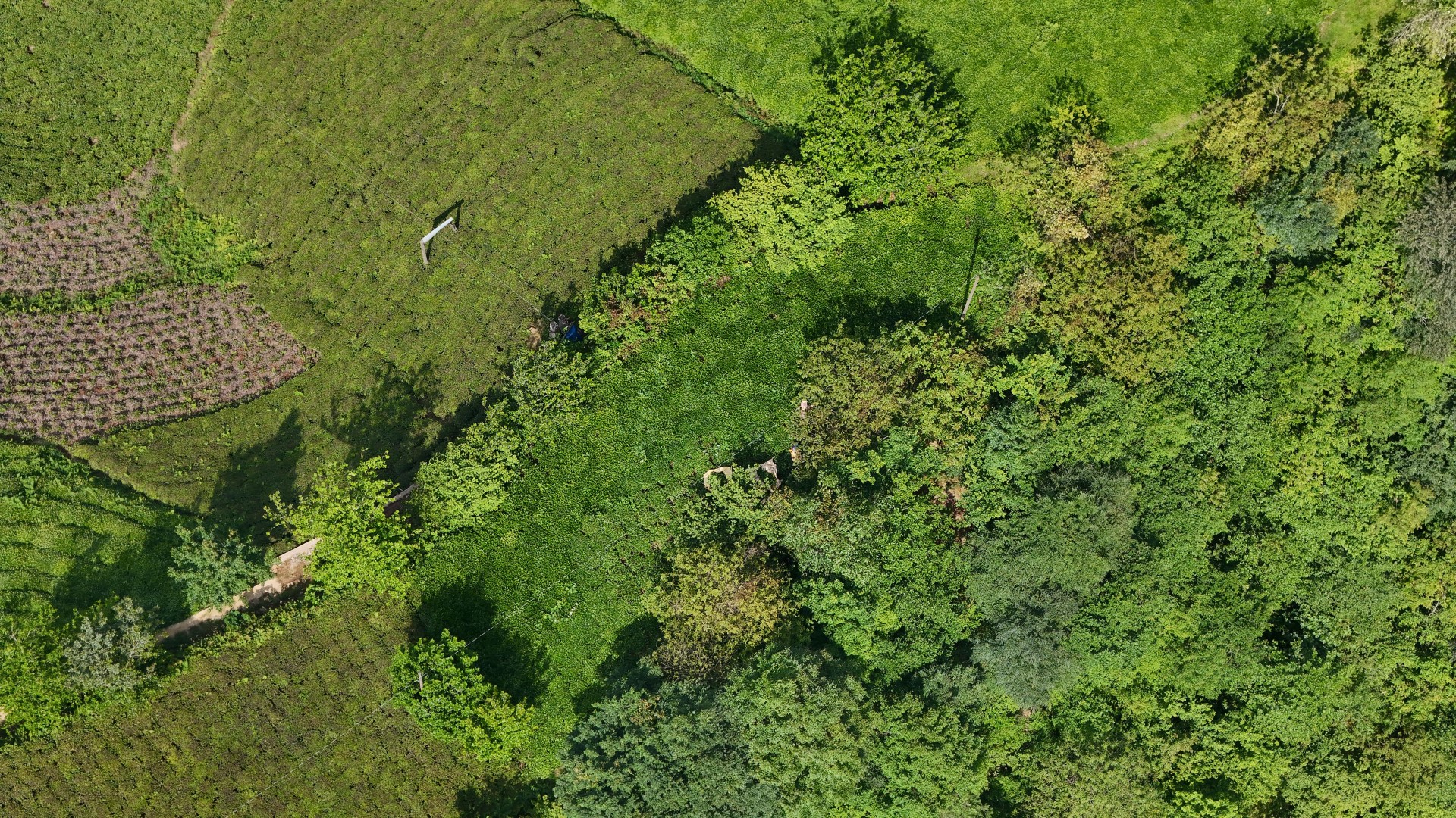 Satılık Trabzon / OF / FINDIKOBA MAHALLESİ